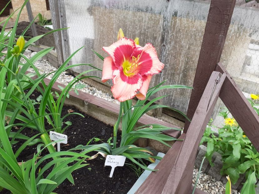Dan Mahony - Hemerocallis 2021