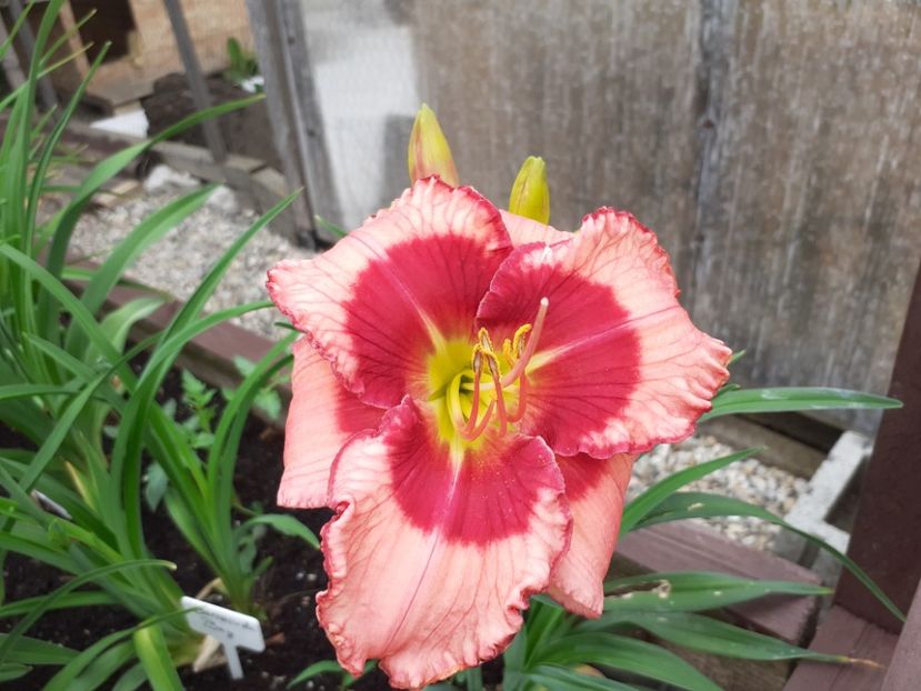  - Hemerocallis 2021