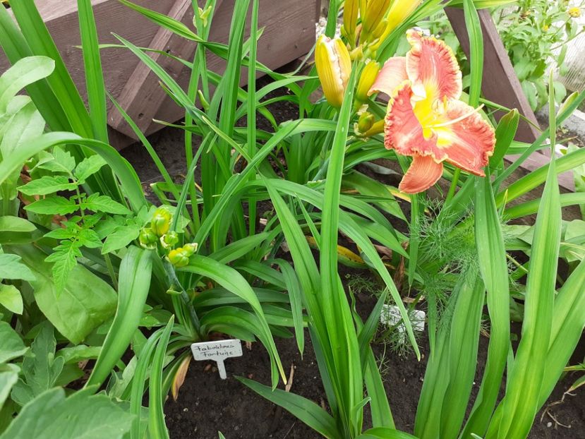  - Hemerocallis 2021