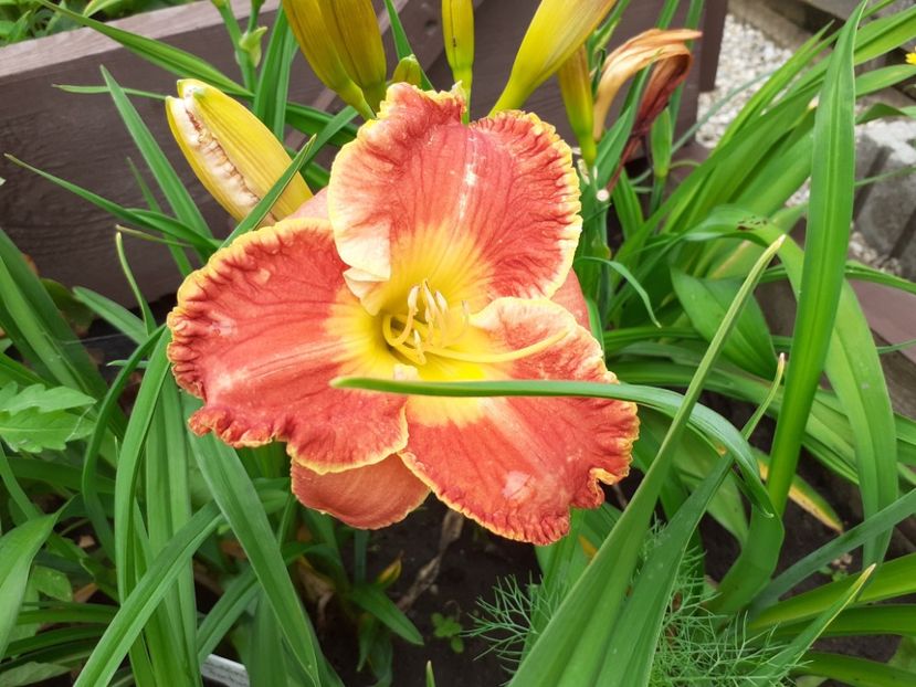 Fabulous Fortune - Hemerocallis 2021