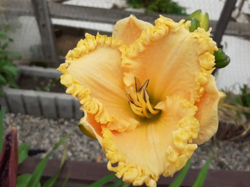 Ialatsara - Hemerocallis 2021