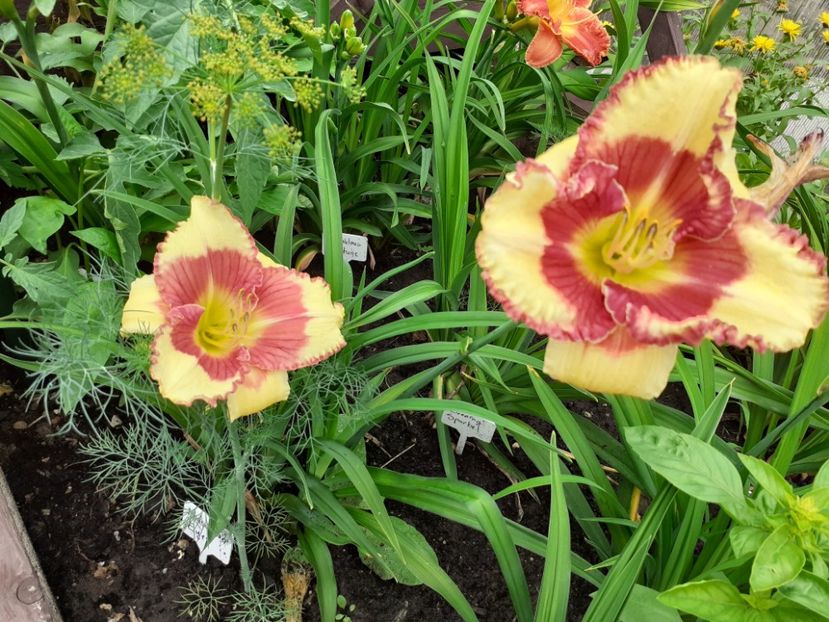 Midsummer Eyes - Hemerocallis 2021
