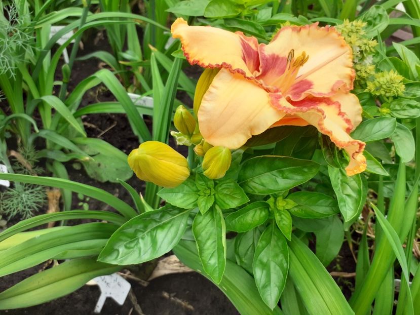 C'est la Vie - Hemerocallis 2021