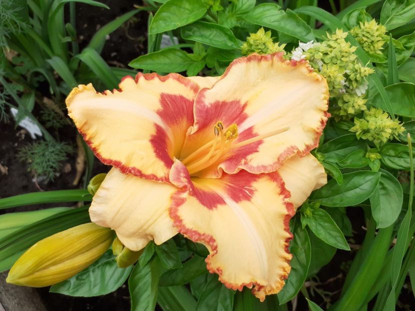 C'est la Vie - Hemerocallis 2021