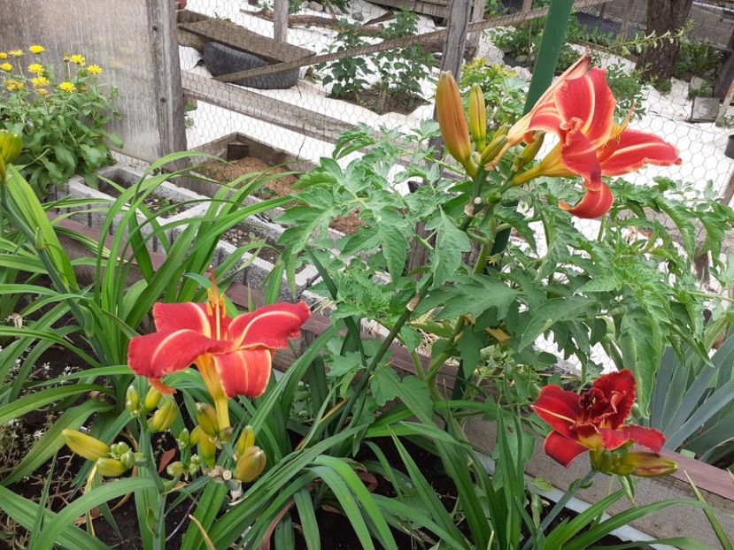 Miss Latvia - Hemerocallis 2021