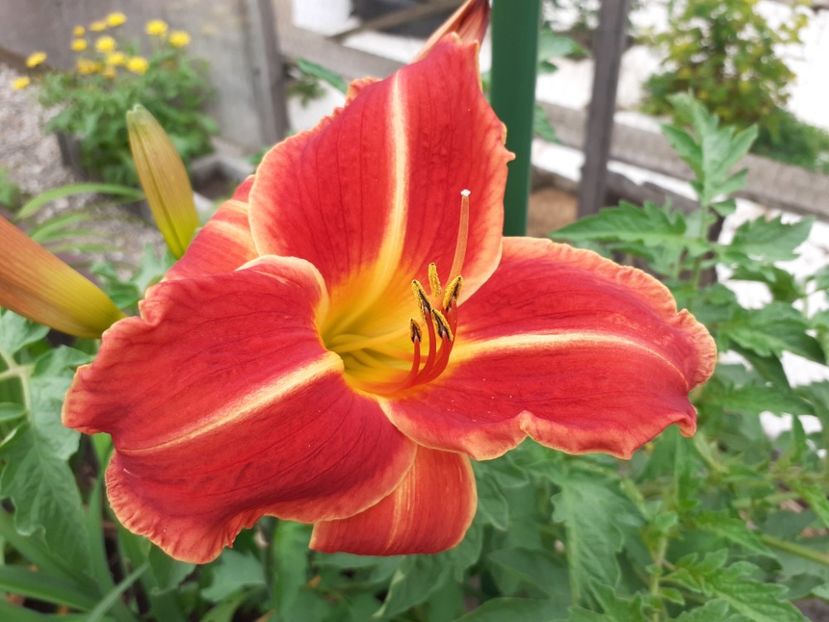 Miss Latvia - Hemerocallis 2021