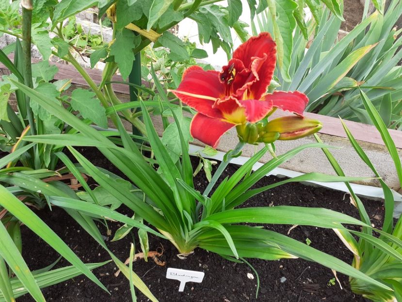 Bloodrayne - Hemerocallis 2021