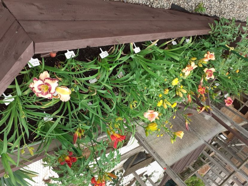  - Hemerocallis 2021