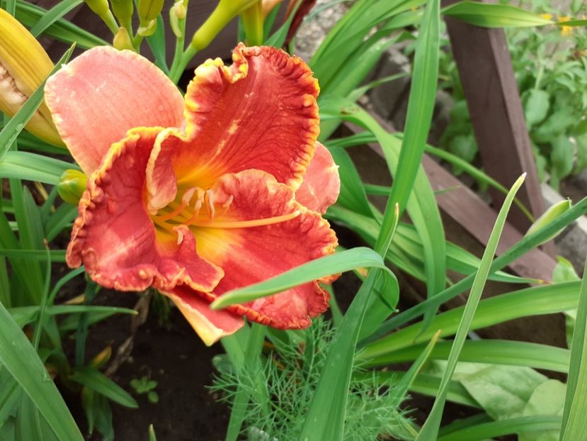 Fabulos Fortune - Hemerocallis 2021