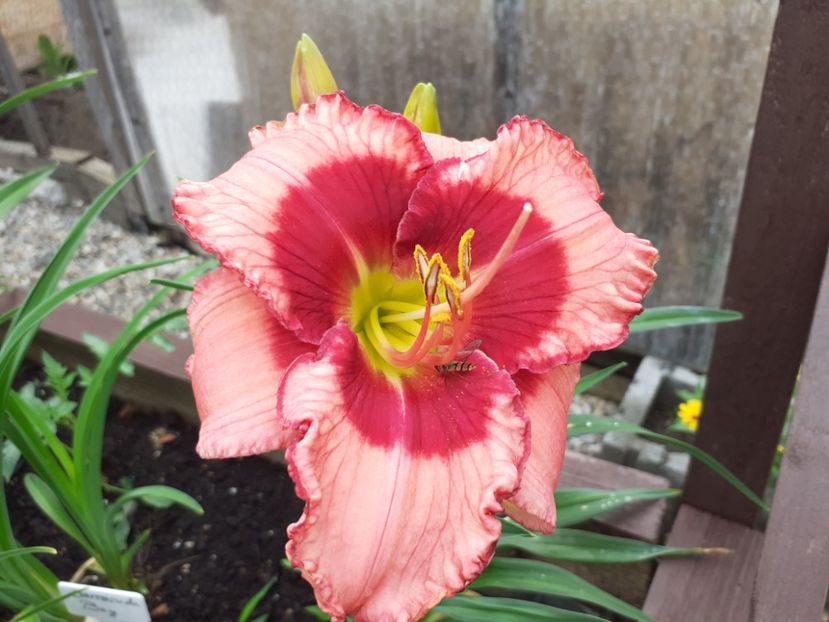  - Hemerocallis 2021