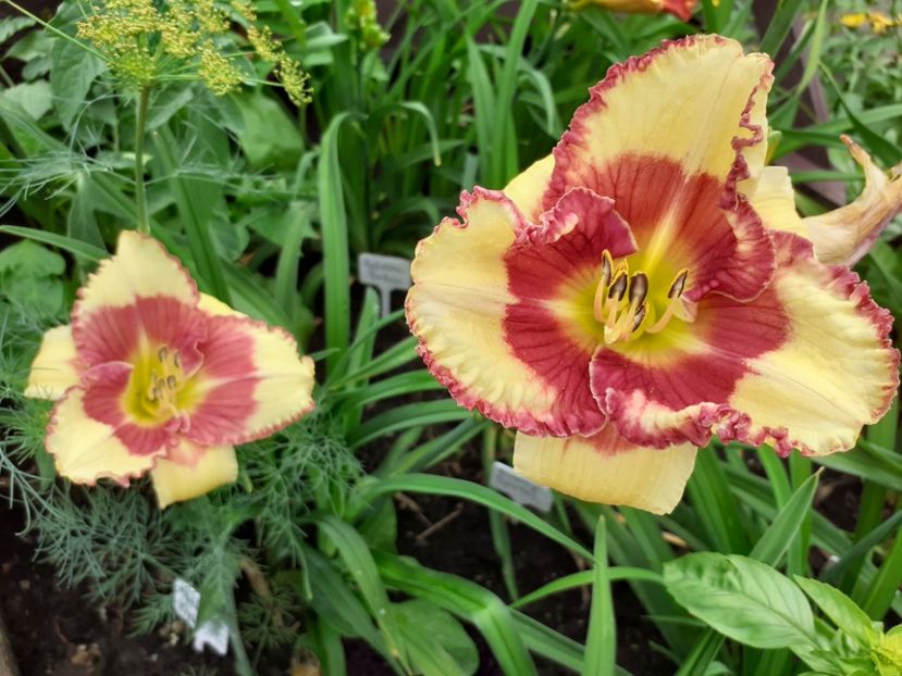 Midsummer Eyes - Hemerocallis 2021