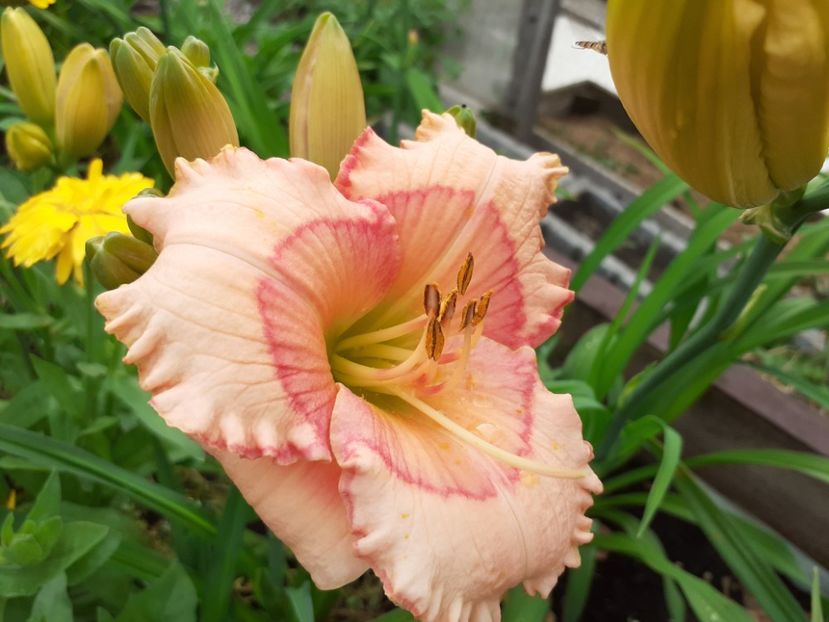 Raspberry Winter - Hemerocallis 2021