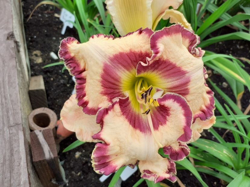Doug Warner - Hemerocallis 2021