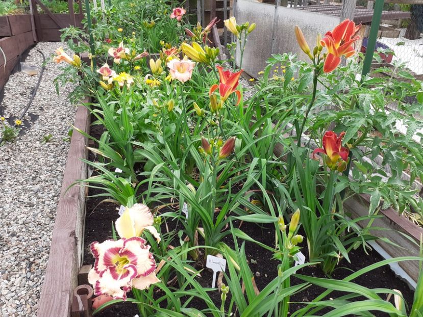  - Hemerocallis 2021