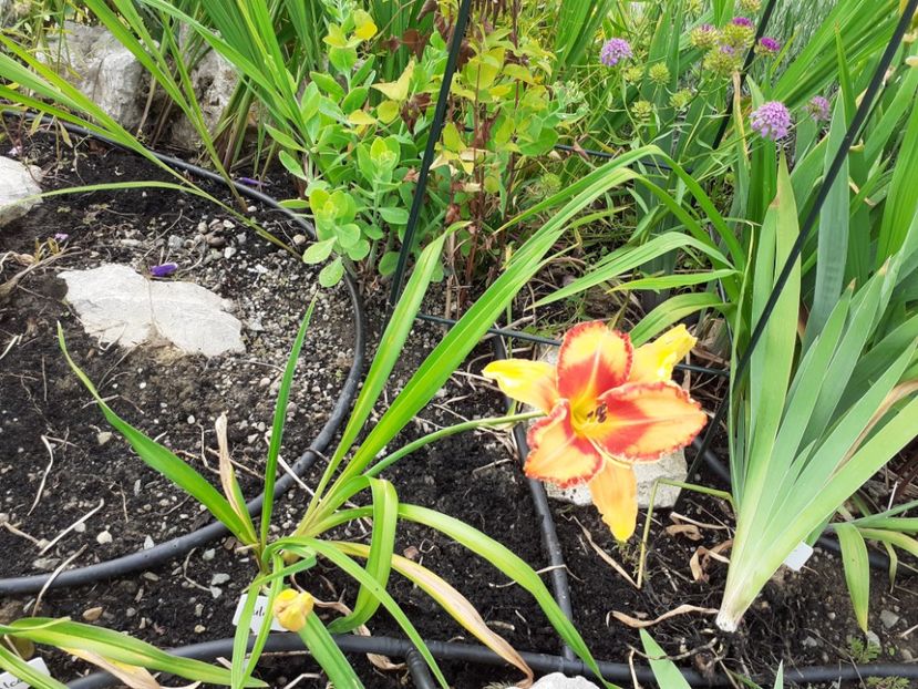 Volcano Queen - Hemerocallis 2021