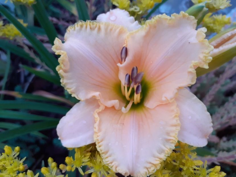 Ed Brown - Hemerocallis 2021