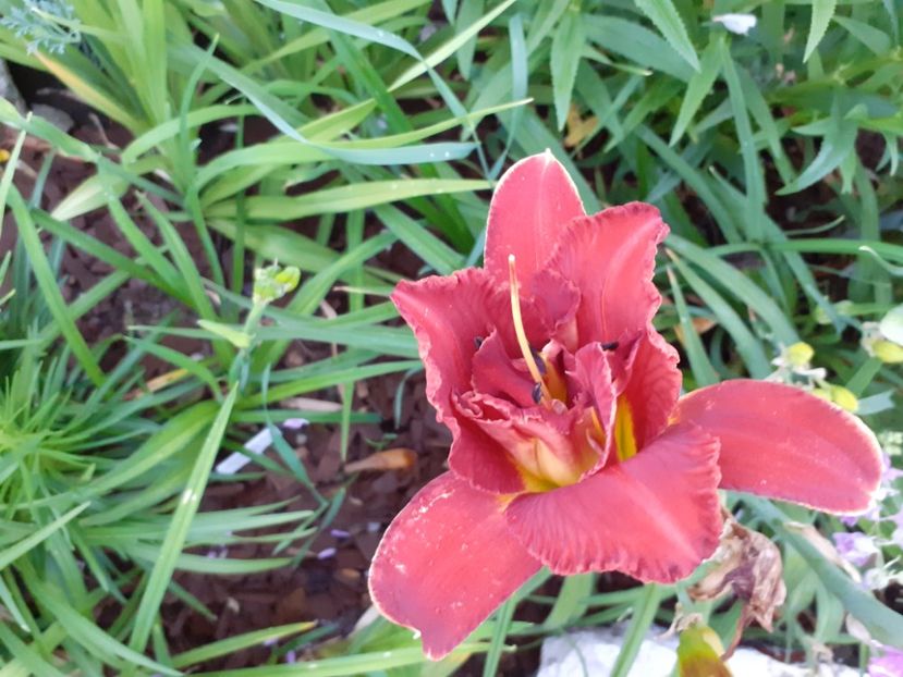 Highland Lord - Hemerocallis 2021