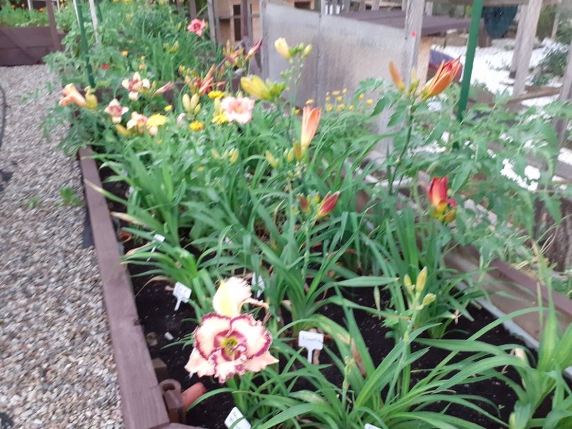  - Hemerocallis 2021