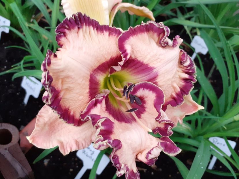 Doug Warner - Hemerocallis 2021