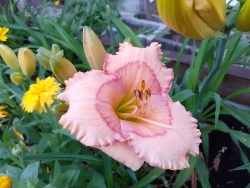 Raspberry Winter - Hemerocallis 2021