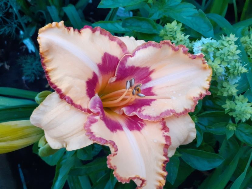 Midsummer Eyes - Hemerocallis 2021
