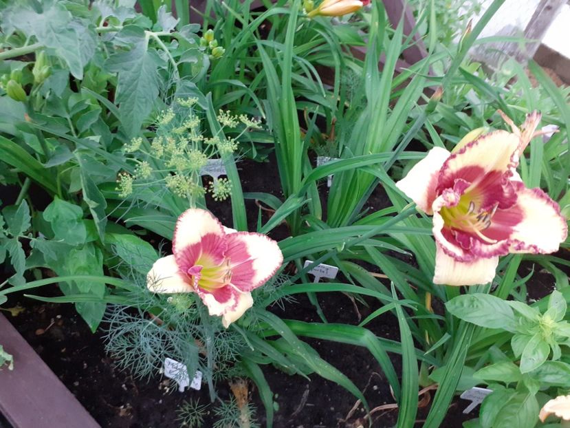 Midsummer Eyes - Hemerocallis 2021