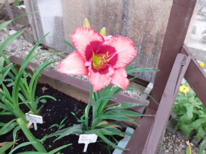 Dan. Mahony - Hemerocallis 2021