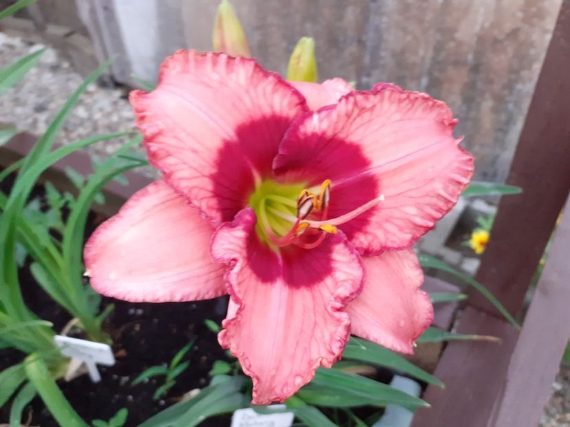 Dan Mahony - Hemerocallis 2021