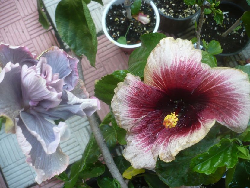 02.07.2021 - HIBISCUSI 2021-2
