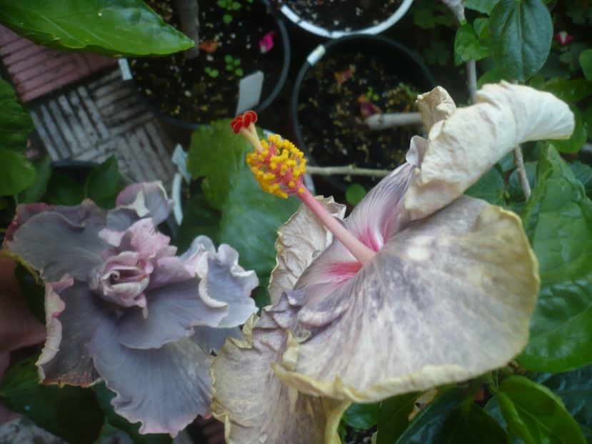 P1490040 - HIBISCUSI 2021-2