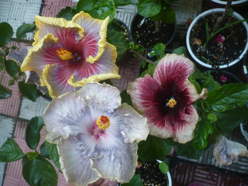 P1490044 - HIBISCUSI 2021-2