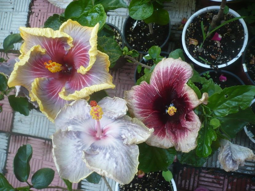 P1490045 - HIBISCUSI 2021-2