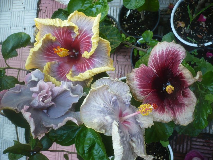 P1490047 - HIBISCUSI 2021-2
