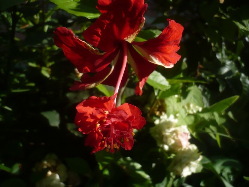 P1490012 - HIBISCUSI 2021-2