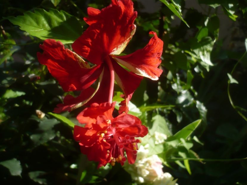 P1490013 - HIBISCUSI 2021-2