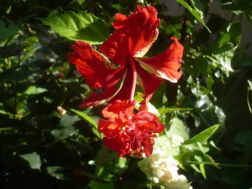 P1490014 - HIBISCUSI 2021-2
