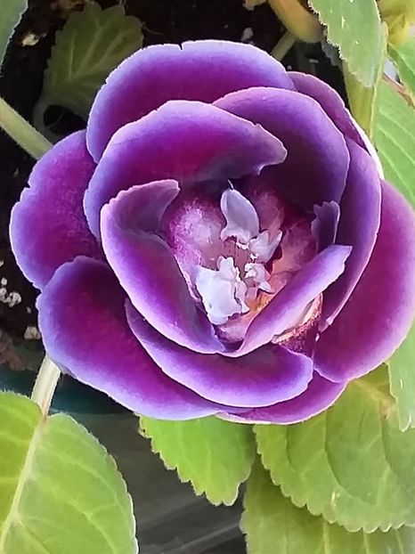 B - 4 - Gloxinii 2021