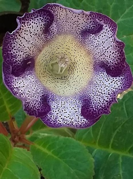 S - 10 - Gloxinii 2021