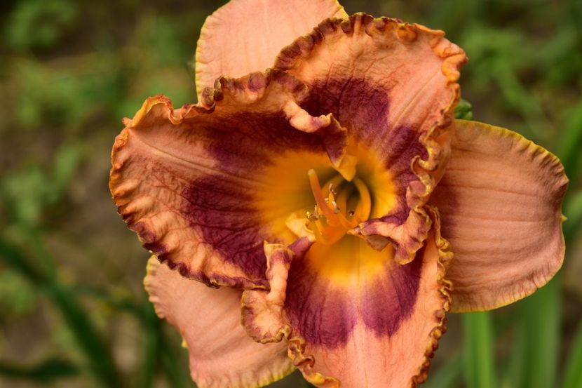  - Hemerocallis 2021