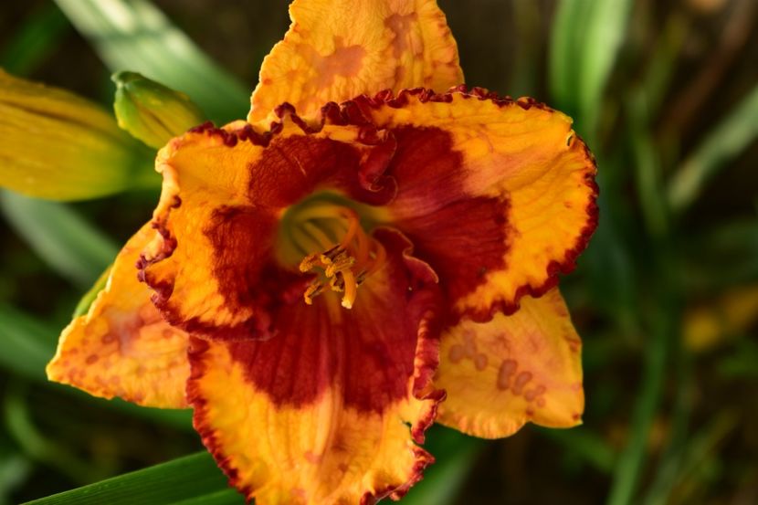 - Hemerocallis 2021