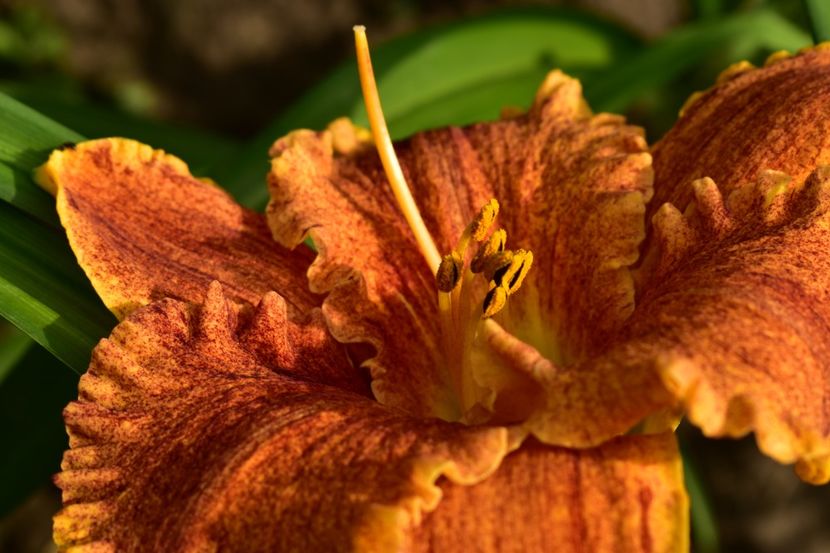  - Hemerocallis 2021
