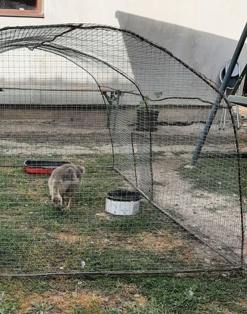  - Boboci gâsca 2021