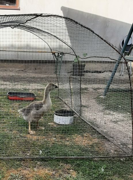  - Boboci gâsca 2021