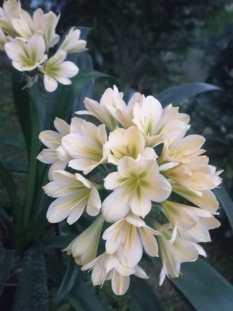  - CLIVIA