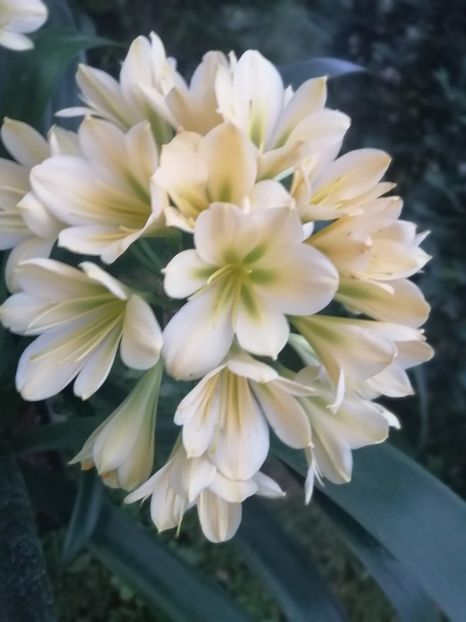  - CLIVIA