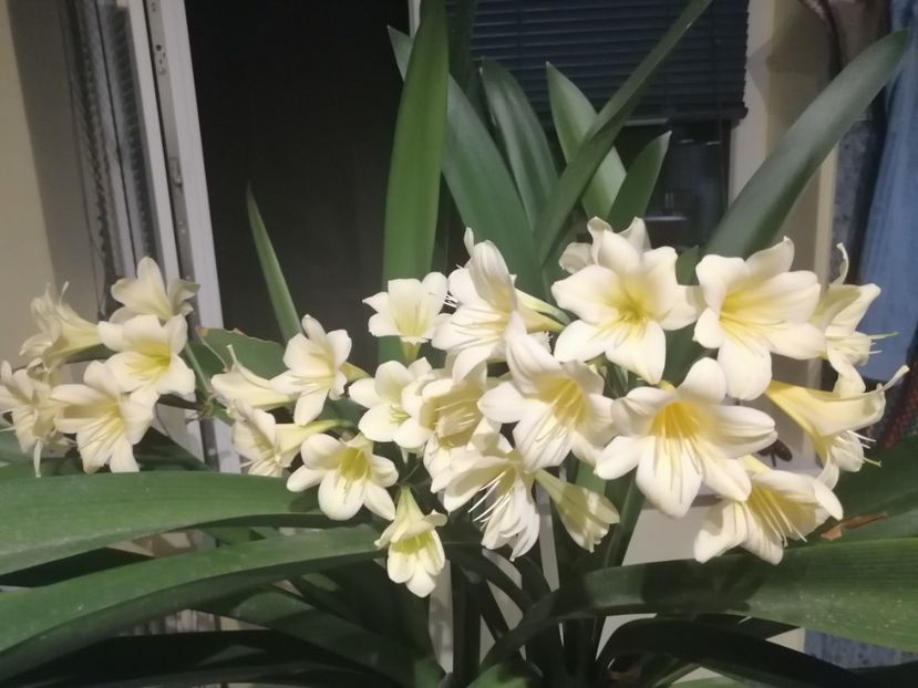  - CLIVIA