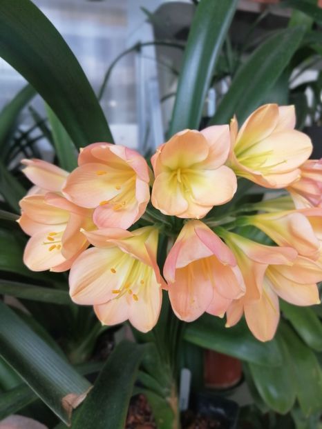  - CLIVIA