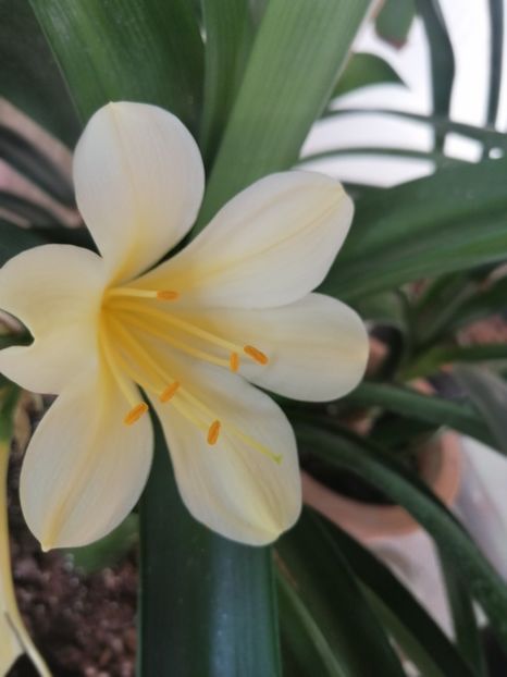  - CLIVIA
