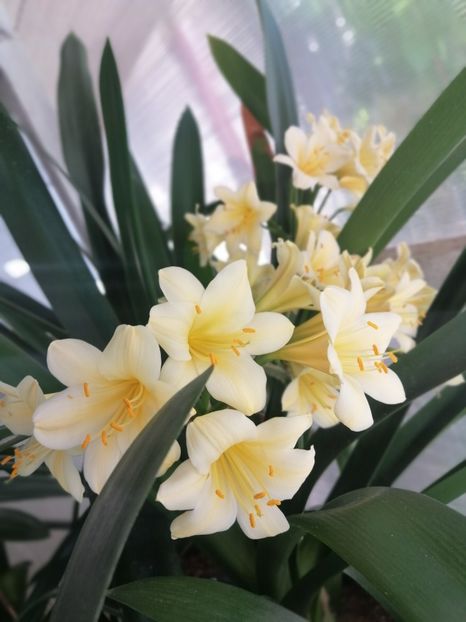  - CLIVIA