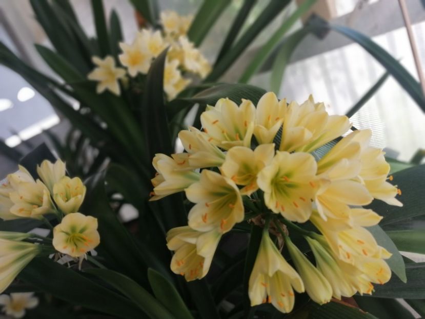  - CLIVIA